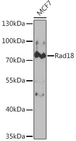 Invitrogen RAD18 Polyclonal Antibody 100 &mu;L; Unconjugated:Antibodies,