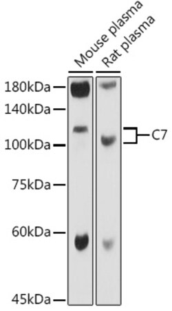 Invitrogen C7 Polyclonal Antibody 100 &mu;L; Unconjugated:Antibodies, Polyclonal