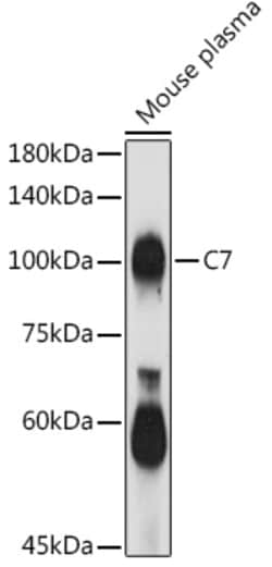 Invitrogen C7 Polyclonal Antibody 100 &mu;L; Unconjugated:Antibodies, Polyclonal
