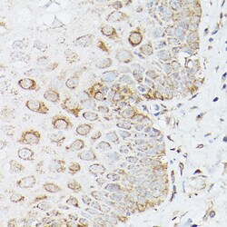 Invitrogen Glutamine Synthetase Polyclonal Antibody 100 &mu;L; Unconjugated:Antibodies,