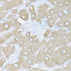 Invitrogen Glutamine Synthetase Polyclonal Antibody 100 &mu;L; Unconjugated:Antibodies,