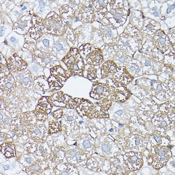 Invitrogen Glutamine Synthetase Polyclonal Antibody 100 &mu;L; Unconjugated:Antibodies,