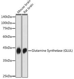 Invitrogen Glutamine Synthetase Polyclonal Antibody 100 &mu;L; Unconjugated:Antibodies,