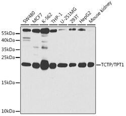 Invitrogen TPT1 Polyclonal Antibody 100 &mu;L; Unconjugated:Antibodies,