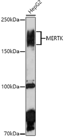 Invitrogen MERTK Polyclonal Antibody 100 &mu;L; Unconjugated:Antibodies,