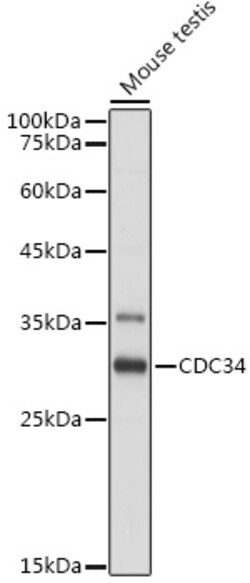 Invitrogen CDC34 Polyclonal Antibody 100 &mu;L; Unconjugated:Antibodies,