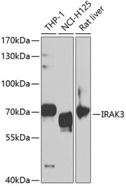 Invitrogen IRAK-M Polyclonal Antibody 100 &mu;L; Unconjugated:Antibodies,
