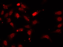Invitrogen hnRNP F Polyclonal Antibody 100 &mu;L; Unconjugated:Antibodies,