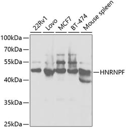 Invitrogen hnRNP F Polyclonal Antibody 100 &mu;L; Unconjugated:Antibodies,