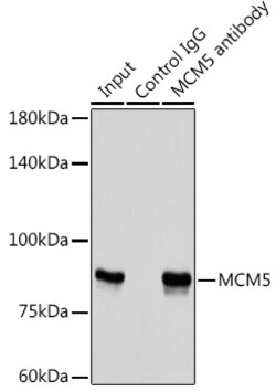 Invitrogen MCM5 Polyclonal Antibody 100 &mu;L; Unconjugated:Antibodies,