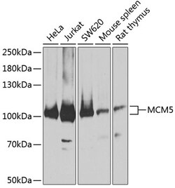 Invitrogen MCM5 Polyclonal Antibody 100 &mu;L; Unconjugated:Antibodies,