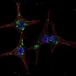 Invitrogen HRD1 Polyclonal Antibody 400 &mu;L; Unconjugated:Antibodies,