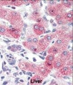 Invitrogen HRD1 Polyclonal Antibody 400 &mu;L; Unconjugated:Antibodies,