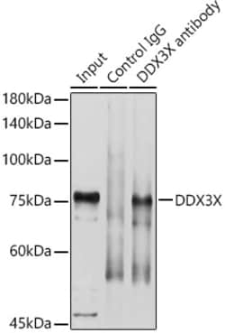 Invitrogen DDX3 Polyclonal Antibody 100 &mu;L; Unconjugated:Antibodies,