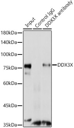Invitrogen DDX3 Polyclonal Antibody 100 &mu;L; Unconjugated:Antibodies,