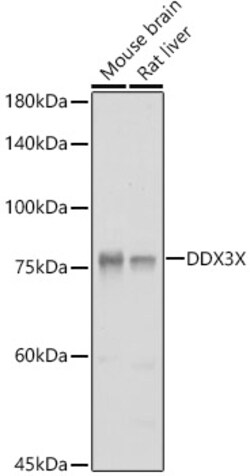 Invitrogen DDX3 Polyclonal Antibody 100 &mu;L; Unconjugated:Antibodies,