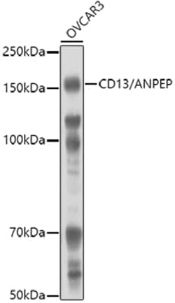 Invitrogen CD13 Polyclonal Antibody 100 &mu;L; Unconjugated:Antibodies,