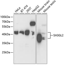 Invitrogen SH3GL2 Polyclonal Antibody 100 &mu;L; Unconjugated:Antibodies,