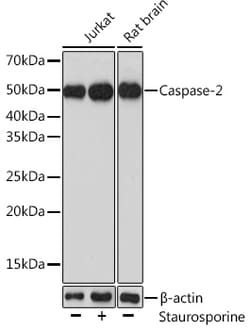 Invitrogen Caspase 2 Polyclonal Antibody 100 &mu;L | Buy Online | Invitrogen&trade; | Fisher Scientific