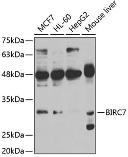 Invitrogen Livin Polyclonal Antibody 100 &mu;L; Unconjugated:Antibodies,