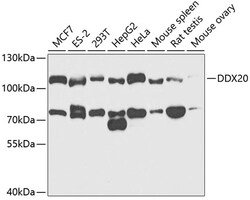 Invitrogen Gemin 3 Polyclonal Antibody 100 &mu;L; Unconjugated:Antibodies,