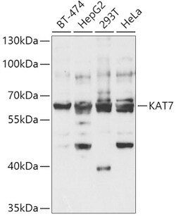 Invitrogen MYST2 Polyclonal Antibody 100 μL; Unconjugated:Antibodies,