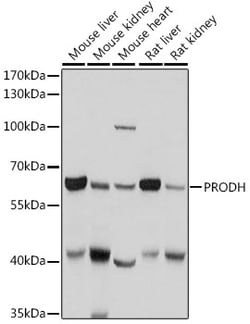 Invitrogen PRODH Polyclonal Antibody 100 &mu;L; Unconjugated:Antibodies,