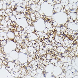 Invitrogen UCP1 Polyclonal Antibody 100 &mu;L | Buy Online | Invitrogen&trade; | Fisher Scientific