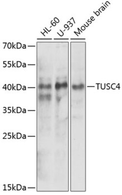 Invitrogen NPRL2 Polyclonal Antibody 100 μL; Unconjugated:Antibodies,