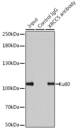 Invitrogen Ku80 Polyclonal Antibody 100 &mu;L; Unconjugated:Antibodies,