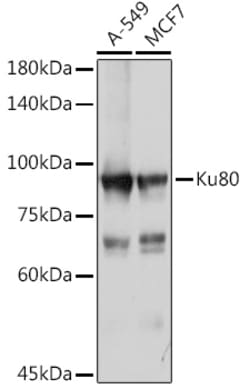 Invitrogen Ku80 Polyclonal Antibody 100 &mu;L; Unconjugated:Antibodies,