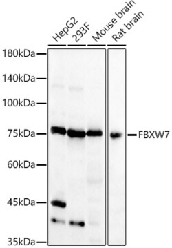Invitrogen FBXW7 Polyclonal Antibody 100 &mu;L; Unconjugated:Antibodies,