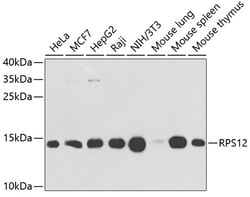 Invitrogen RPS12 Polyclonal Antibody 100 &mu;L; Unconjugated:Antibodies,