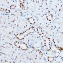 Invitrogen hnRNP H1 Polyclonal Antibody 100 &mu;L; Unconjugated:Antibodies,