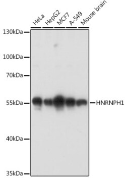 Invitrogen hnRNP H1 Polyclonal Antibody 100 &mu;L; Unconjugated:Antibodies,