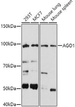 Invitrogen AGO1 Polyclonal Antibody 100 &mu;L; Unconjugated:Antibodies,