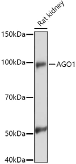 Invitrogen AGO1 Polyclonal Antibody 100 &mu;L; Unconjugated:Antibodies,
