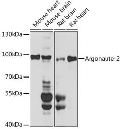 Invitrogen AGO2 Polyclonal Antibody 100 &mu;L; Unconjugated:Antibodies,