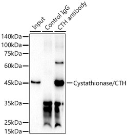 Invitrogen CTH Polyclonal Antibody 100 &mu;L; Unconjugated:Antibodies,