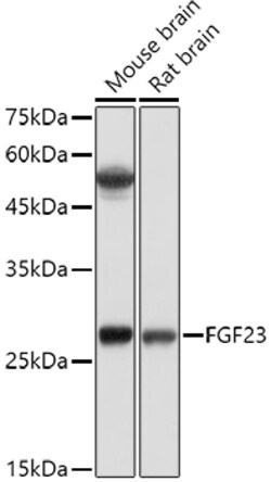 Invitrogen FGF23 Polyclonal Antibody 100 &mu;L; Unconjugated:Antibodies,