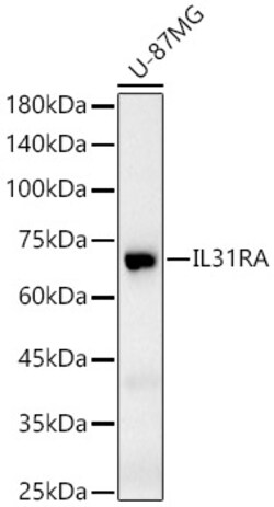 Invitrogen IL31RA Polyclonal Antibody 100 &mu;L; Unconjugated:Antibodies,