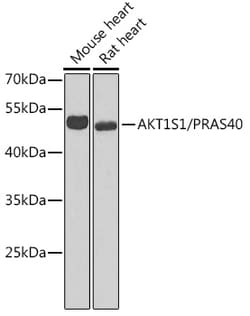 Invitrogen PRAS40 Polyclonal Antibody 100 &mu;L | Buy Online | Invitrogen&trade; | Fisher Scientific