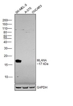 Invitrogen Melan-A Polyclonal Antibody 100 &mu;L; Unconjugated:Antibodies,