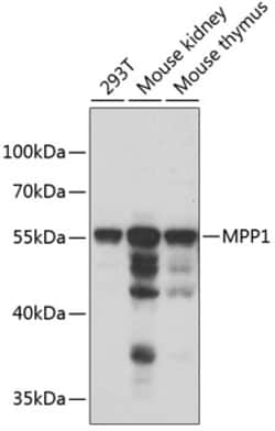Invitrogen MPP1 Polyclonal Antibody 100 &mu;L; Unconjugated:Antibodies,