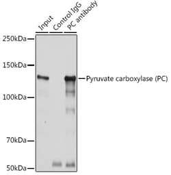 Invitrogen Pyruvate Carboxylase Polyclonal Antibody 100 μL; Unconjugated:Antibodies,