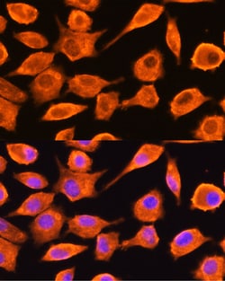Invitrogen DTYMK Polyclonal Antibody 100 &mu;L; Unconjugated:Antibodies,