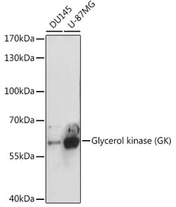 Invitrogen Glycerol kinase Polyclonal Antibody 100 &mu;L; Unconjugated:Antibodies,