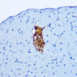 Invitrogen GRP Polyclonal Antibody 100 &mu;L; Unconjugated:Antibodies,