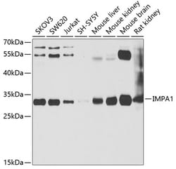 Invitrogen IMPA1 Polyclonal Antibody 100 &mu;L; Unconjugated:Antibodies,
