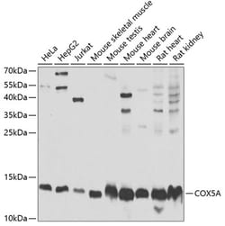 Invitrogen COX5A Polyclonal Antibody 100 &mu;L; Unconjugated:Antibodies,
